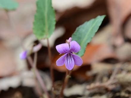 行道花